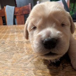 Yellow - Light golden female Golden Retriever puppy in Madison, Ohio from Heckmans English Cream Golden Retrievers