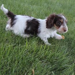 Girl 1 - Chocolate and tan female Dachshund puppy in Craig, Colorado from Rocky Mountain Shih Tzus and Dry Creek Miniature Dachshunds
