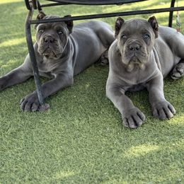 Cane Corso Puppies from Campo Cane Corso