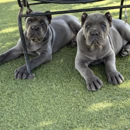 Cane Corso Puppies from Campo Cane Corso