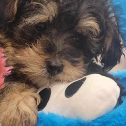 Biewer Terrier, Yorkipoo, and Yorkshire Terrier Puppies from Tiny Paws Luxury Pets