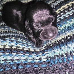 Panther - Black male Dachshund puppy in Malabar, Florida from Dicrocco's Doxies