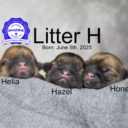 Shih Tzu puppies from House Sakura Shih Tzu