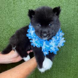 Rattlesnake - Black male Siberian Husky puppy in Folsom, Louisiana from Geaux Fluffy