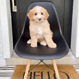 Luigi- green collar male - Yellow and white male Bernedoodle puppy in Salt Lake County, Utah from Coco Avenue Pups
