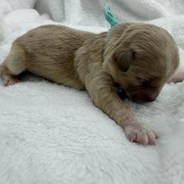 Turquoise - Apricot female Maltipoo puppy in Denair, California from 209PuppiesCaliforniaMaltipoo