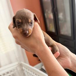Petals - AKC - Chocolate and tan female Dachshund puppy in Indian Trail, North Carolina from Hilda’s Teenie Weenies