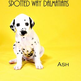 Boy 3 - Dalmatian puppy in Austin, Texas from Spotted Way Dalmatians