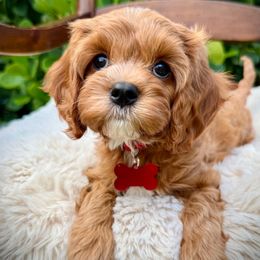 Thistle - Red male Cavapoo puppy in Wellington, Florida from Heritage Home Cavapoos