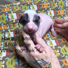 Peruvian Inca Orchid Puppies from Naked Baby’s