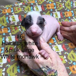 Peruvian Inca Orchid Puppies from Naked Baby’s