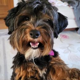 Lola - Yorkipoo