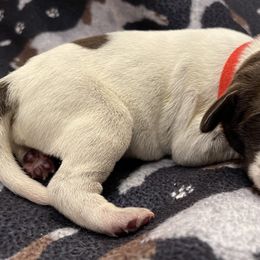 Boy 1 - Wirehaired Pointing Griffon puppy in Ohio from Feather View Farm