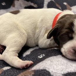 Boy 1 - Wirehaired Pointing Griffon puppy in Ohio from Feather View Farm