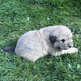 Puppy ID 36266 - White and gray male Great Pyrenees puppy in Leicester, North Carolina from Randall Glen Pyrenees