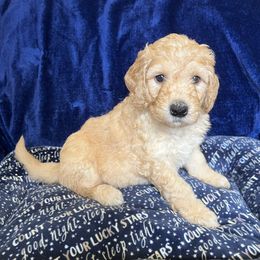 Boy 6 - Cream Goldendoodle puppy in Lexington, North Carolina from Sages Doodles and Poodles of NC