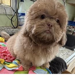 Johnny - Lilac male Shih Tzu puppy in Stafford, Virginia from Bayview Pups