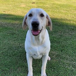 Oakley - Labrador Retriever