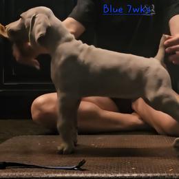 Blue Collar - Silver gray male Weimaraner puppy in Indiana from So-IN Weimaraner's