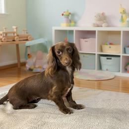 Coco - Dachshund