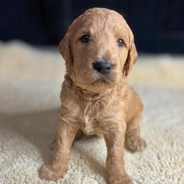 Biscotti - Apricot male Goldendoodle puppy in Summerville, South Carolina from Pawmazing Doodles