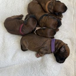 Boy 2 - Wheaten male Whoodle puppy in Pima, Arizona from Schmidt's K9s