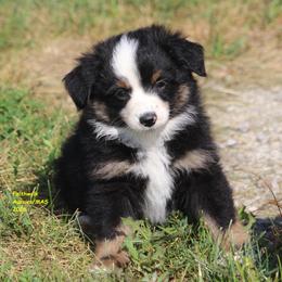 Wolffe - Black tri male Miniature Australian Shepherd puppy in Hillsdale, Michigan from Faithwalk Aussies and Mini American Shepherds