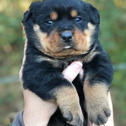 Rottweiler Puppies from Mississippi Rottweilers