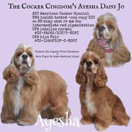 Ayesha - Cocker Spaniel