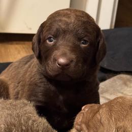 Green - Dark brown female Chesapeake Bay Retriever puppy in Lewiston, Utah from Bellus Chesapeakes