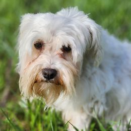 Cockapoos, Miniature Schnauzers, Poodles, and Schnoodles from Happy Dogs