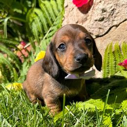 Thelma - Red female Dachshund puppy in Michigan from Hidden Haven Dachshunds