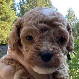 Red tuxedo, black collar - Red and white male Cockapoo puppy in Lake Stevens, Washington from Maranatha Cockapoos