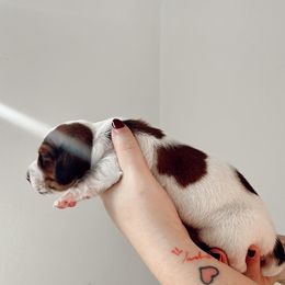 Dachshund Puppies from Magnolia Dachshunds