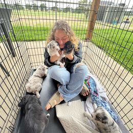 Australian Shepherd Puppies from DB Legends