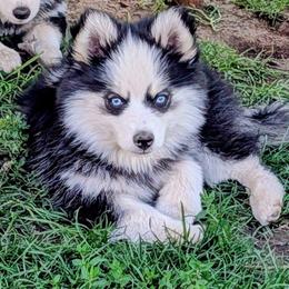 Nova - Black and white female Pomsky puppy in Kittredge, Colorado from Rocky Mountain Pomskies