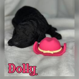 Dolly - Black female Poodle puppy in Dayton, Texas from Wolfe Island Poodles