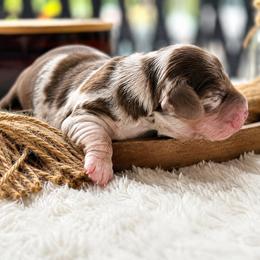 Rosy - Dapple female Dachshund puppy in Hialeah, Florida from Slinky Doxie 305