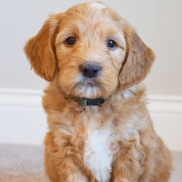 Slushie (green) - Goldendoodle puppy from Timberidge Goldendoodles