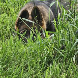 German Shepherd Puppies from Von Thomson Haus