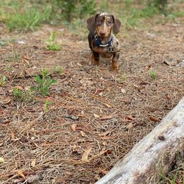 Dachshund Puppies from SouthernMama Doxies