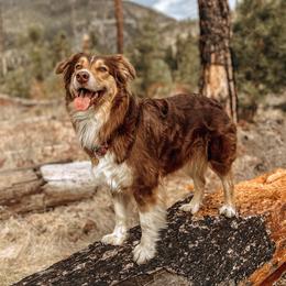 Sweetie - Australian Shepherd