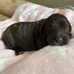 Girl3 - Chocolate female Goldendoodle puppy in Sugarcreek, Ohio from True Hearted Doodles