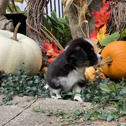Pembroke Welsh Corgi Puppies from A&A’s Adorable Corgis