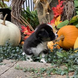 Pembroke Welsh Corgi Puppies from A&A’s Adorable Corgis