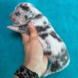 Roxy - Dapple female Dachshund puppy in Lincoln, Arkansas from Red Dirt Dachshunds