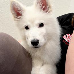 Berger Blanc Suisse Puppies from Moonlight Berger Blanc Suisses