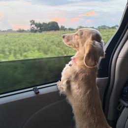 Ivory - Dachshund