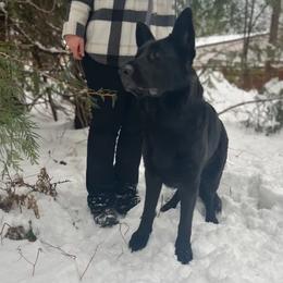 Zova Bear vom Semper Fi K9 - Black female German Shepherd puppy in Ronan, Montana from Semper Fi K9 Montana