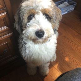 Aussiedoodle Puppies from Crystal Ridge Doodles